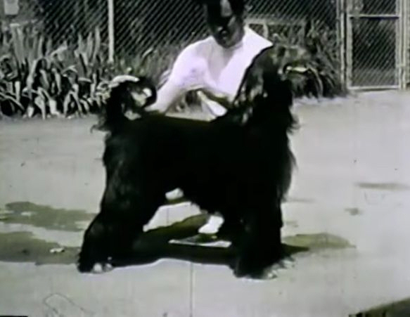 http://www.afghanhoundtimes.com PHOTO Bill Ivens and Riverside Tuck Of Pocono