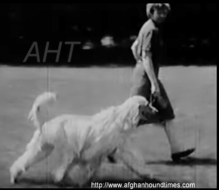 http://www.afghanhoundtimes.com PHOTO Ivardon's