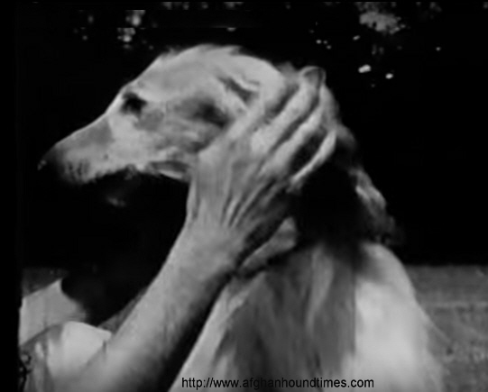 http://www.afghanhoundtimes.com PHOTOScreen grab photo from AHCA 1993 tape Bill Ivens showing Charon's head