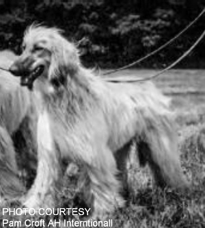 http://www.afghanhoundtimes.com pedigree