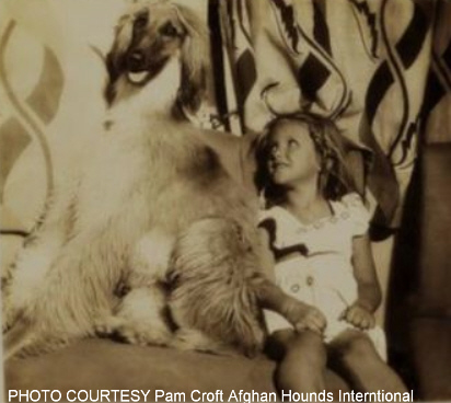 http://www.afghanhoundtimes.com PHOTO Ch. Ivardon Jokanaan