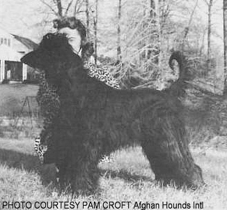 http://www.afghanhoundtimes.com PHOTO Miss June Shearer, Bill Ivers wife