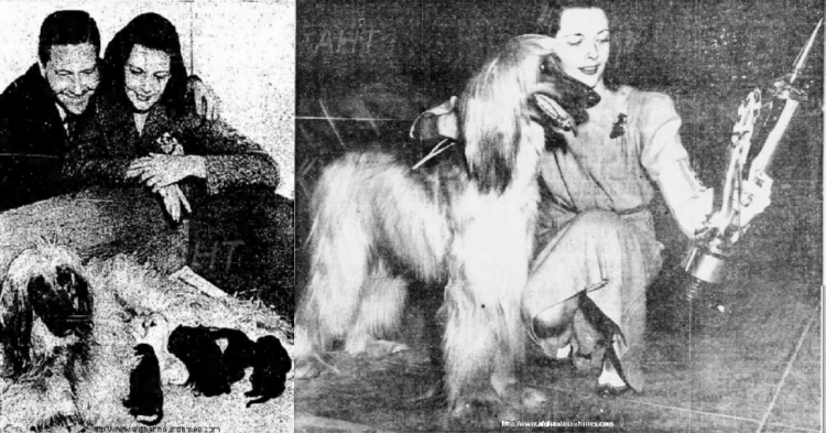 http://www.afghanhoundtimes.com PHOTO Jackie and Venita Oakie and Barberry Hill Dolly litter 1938