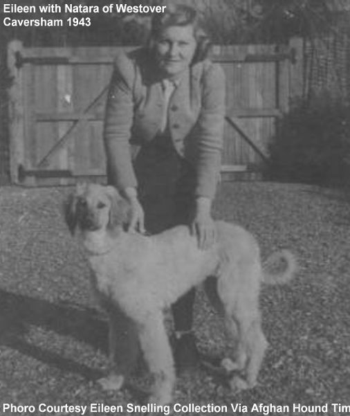 http://www.afghanhoundtimes.com Eileen Snelling Natara of Westover 1943