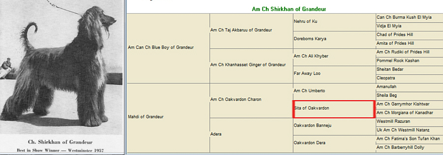 http://www.afghanhoundtimes.com PEDIGREE Shirkhan Of Grandeur, Sita Of Oakvardon highlighted