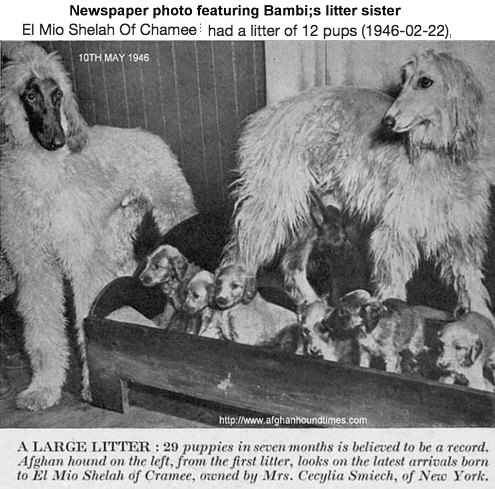 http://www.afghanhoundtimes.com PHOTO-El Mio
Shelah of Chamee 1946