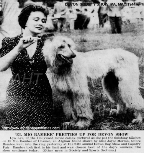 http://www.afghanhoundtimes.com PHOTO Am Ch El Mio Bambi Of Chamee 1944