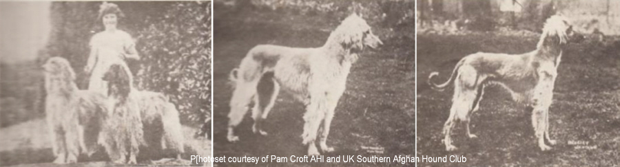 http://www.afghanhoundtimes KAF Afghan Hounds UK photo set