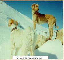 Wahab Kamal Photo's Of Native (Afghanistan) Afghan Hounds