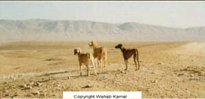 Wahab Kamal Photo's Of Native (Afghanistan) Afghan Hounds