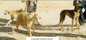 Wahab Kamal Photo's Of Native (Afghanistan) Afghan Hounds