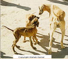 Wahab Kamal Photo's Of Native (Afghanistan) Afghan Hounds