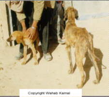 Wahab Kamal Photo's Of Native (Afghanistan) Afghan Hounds