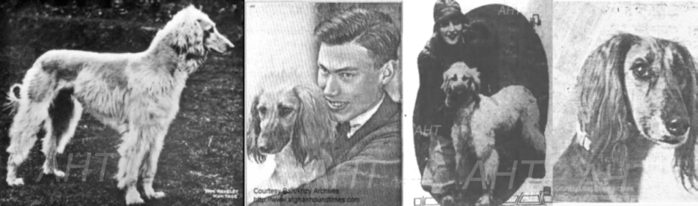 http://www.afghanhoundtimes.com PhotoLeft to Right - Ch Taj Mahip of Kaf, Begum of Cove, Casi of Cove, Rajah Secundus Of Cove