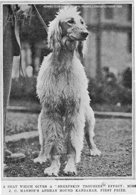http://www.afghanhoundtimes.com Photo Kandahar UK 1928