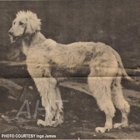 http://www.afghanhoundtimes.com Photo Kandahar Bell Murray WKC 1928