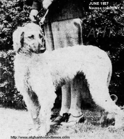 http://www.afghanhoundtimes.com PHOTO Marian FASTER FOSTER Florsheim Five Mile Knnels USA