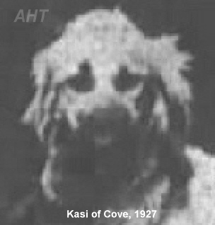 http://www.afghanhoundtimes.com PHOTO Kasi of Cove 1927