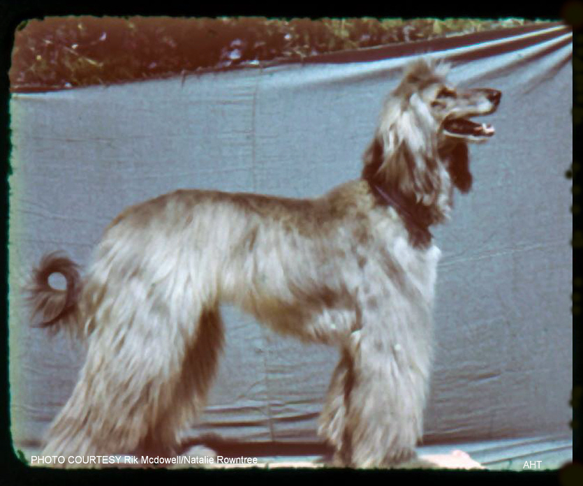 http://www.afghanhoundtimes.com PHOTO Felt's Thief Of Bagdad