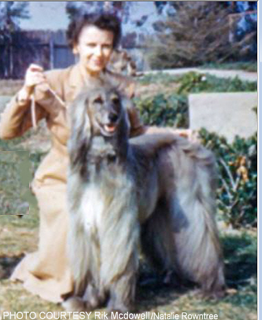 http://www.afghanhoundtimes.com PHOTO Margaret P Lawson Felts Thief Of Bagdad