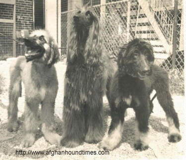 Afghan Hound Times photo - Kingsway Afghan Houns 1973