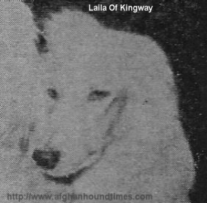 Afghan Hound Times - Leila Of Kingway