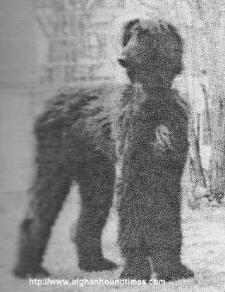Afghan Hound Times, Photo Taia Of Kingway