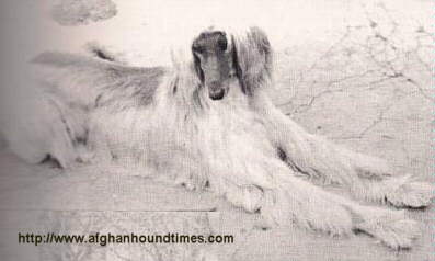 Afghan Hound Times - Photo Jamilla of Kingway