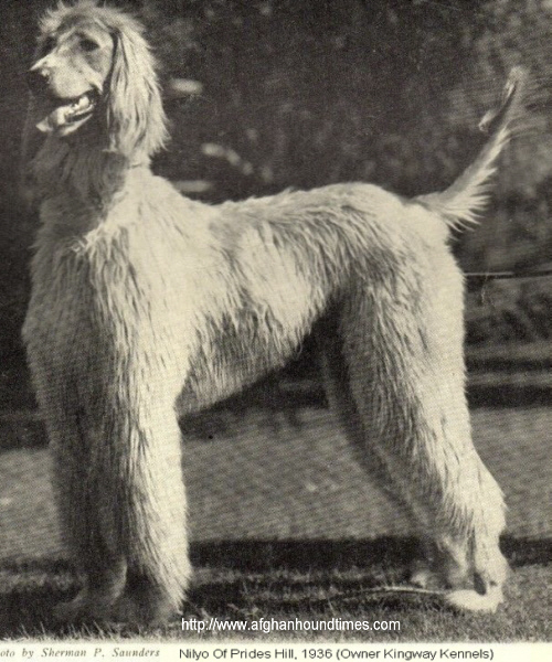 http://www.afghanhoundtimes.com - Nillyo Of Prides Hill owned by Kingway Kennels