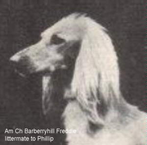 Afghan Hound Times - Barberryhill Freddie