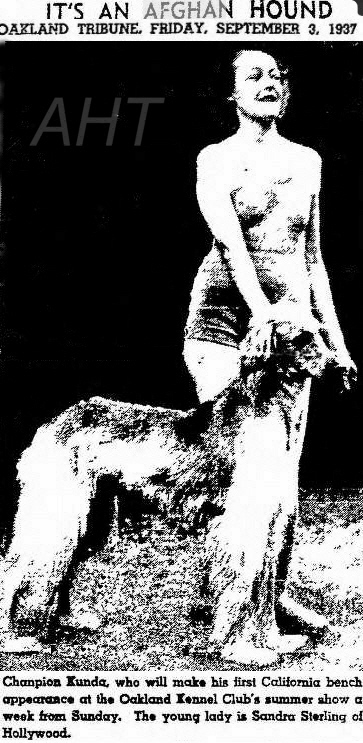 http://www.afghanhoundtimes.com PHOTO Kundah Of Prides Hill 1937