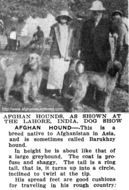 http://afghanhoundtimes.com Afghan hounds in Lahore iIndia (now in Pakistan) c 1925