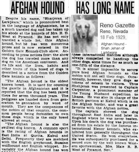 Afghan Hound Times Photo - Clara Bowring at EESC CH DOG SHOW 1952