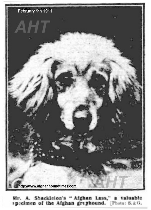 http://www.afghanhoundtimes.com PHOTO Afghan Lass 1911