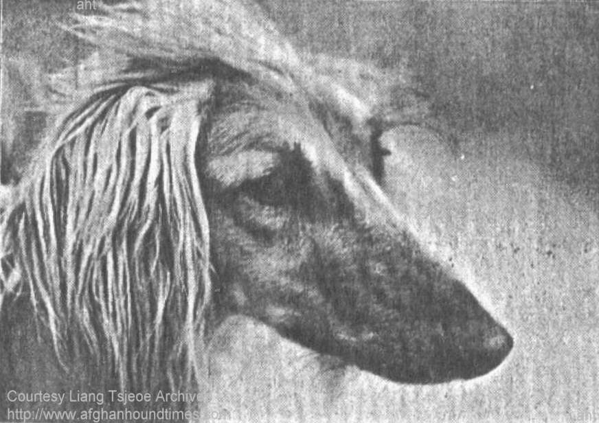 http://www.afghanhoundtimes.com photo pedigree article - The Liang Tsjeoe Afghan Hounds