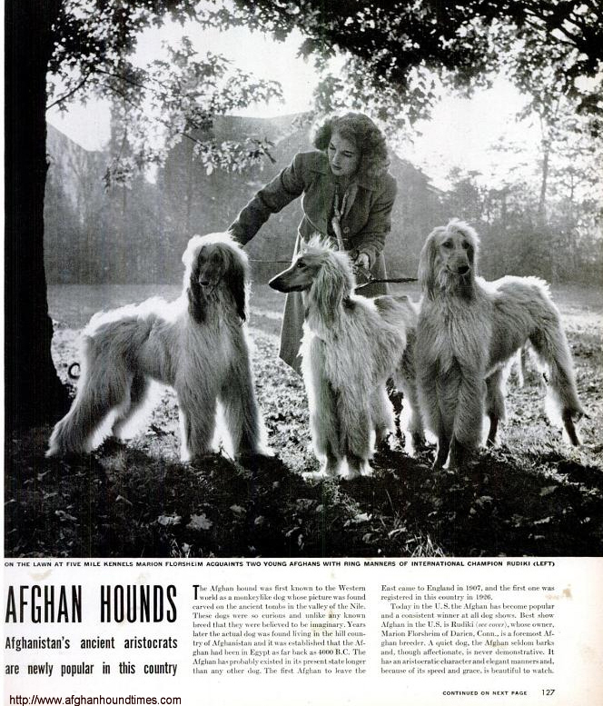 http://www.afghanhoundtimes.com Life1945 magazine Marion Florsheim, Rudiki and Five Mile Kennels USA