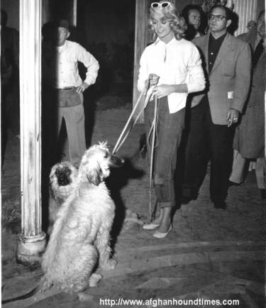 Afghan Hound Times - photo Actress Dorothy Malone and Afghan Hounds (USA) 1957
