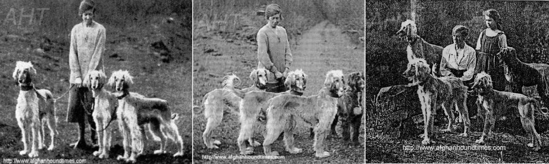 http://www.afghanhoundtimes.com Miss Jean Manson, with Afghan hounds early 1920's