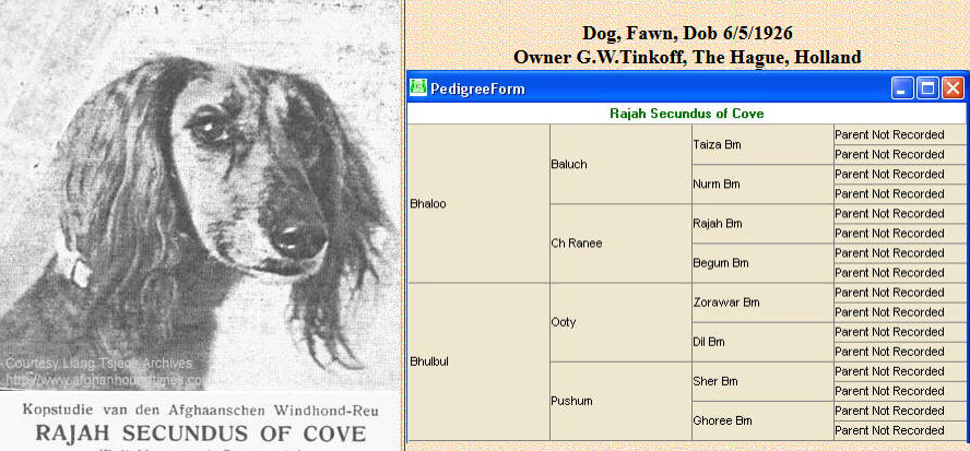 http://www.rajah secundus of Cove bred by Miss Jean Manson