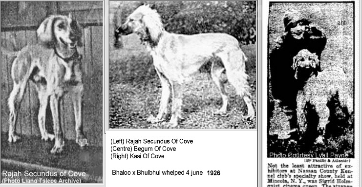 http://www.rajah secundus of Cove, Begum of Cove, Kasi Of Cove bred by Miss Jean Manson 1926