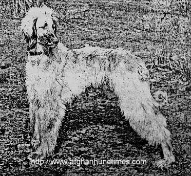 Afghan Hound Times photo Buckmal Champion England