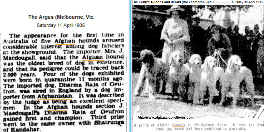 http://www.afghanhoundtimes.com PHOTO Mrs Macdougall. and friend exhibiting Afghan hounds 1936