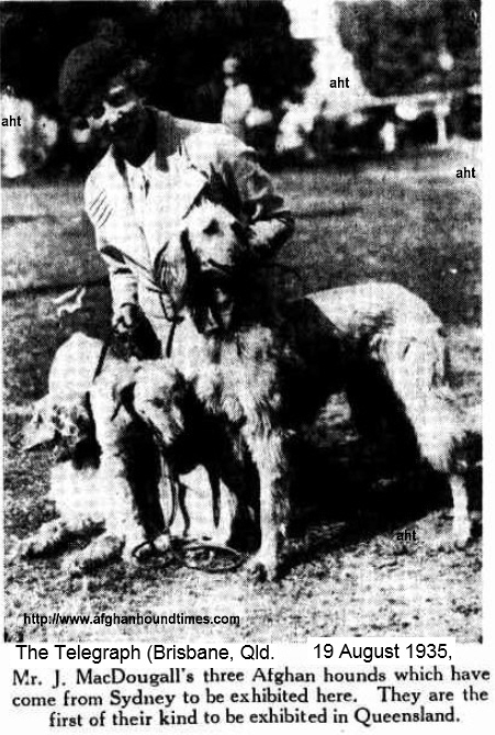 http://www.afghanhoundtimes.com PHOTO Mrs Macdougall and Afghan hounds 1935