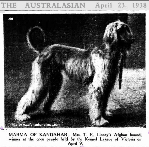 http://www.afghanhoundtimes.com PHOTO Marma Of Kandahar 1938