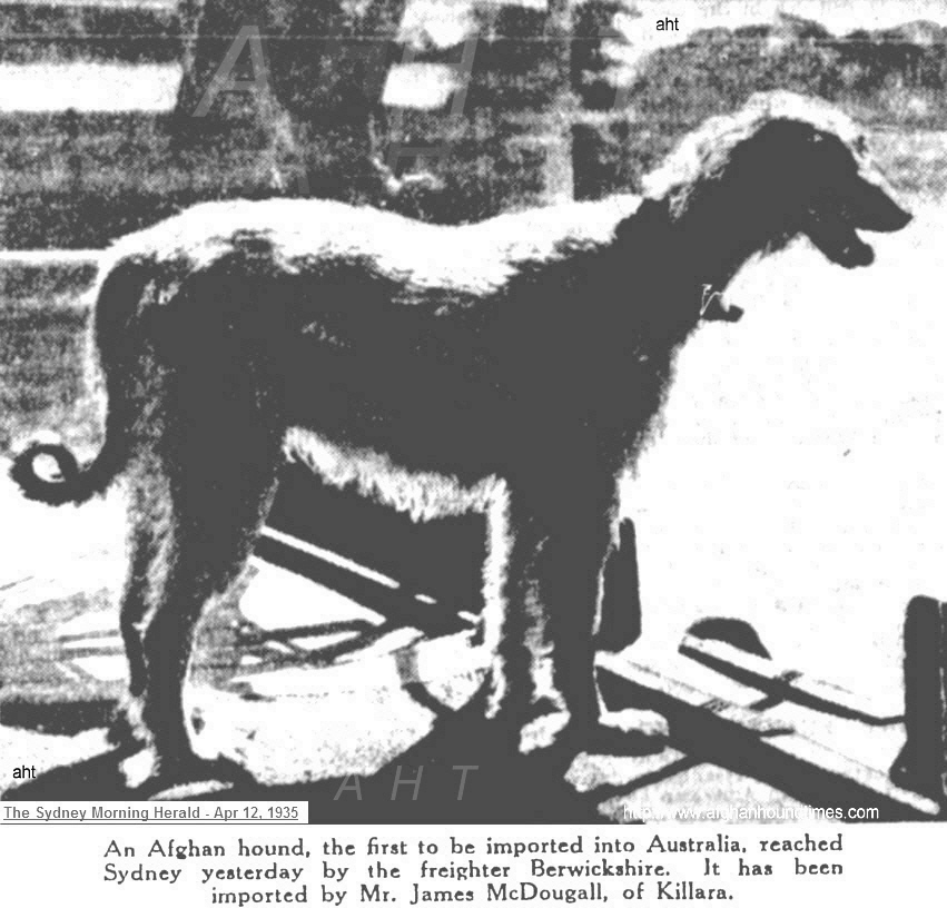 http://www.afghanhoundtimes.com PHOTO (Farkhoonda El Kabul )