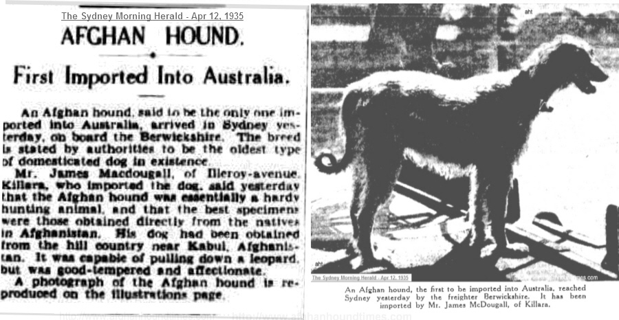 http://www.afghanhoundtimes.com Photo/Aritcle Farkhoonda El Kabul first Australian Imported Afghan Hound