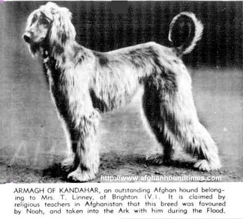 http://www.afghanhoundtimes.com PHOTO Armagh of Kandahar