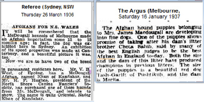 http://www.afghanhoundtimes.com PRESS CLIPPINGS Kandahar Australia Afghan hounds