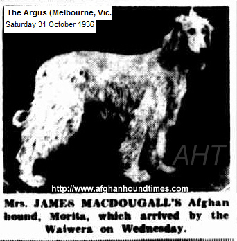 http://www.afghanhoundtimes.com PHOTO Morita