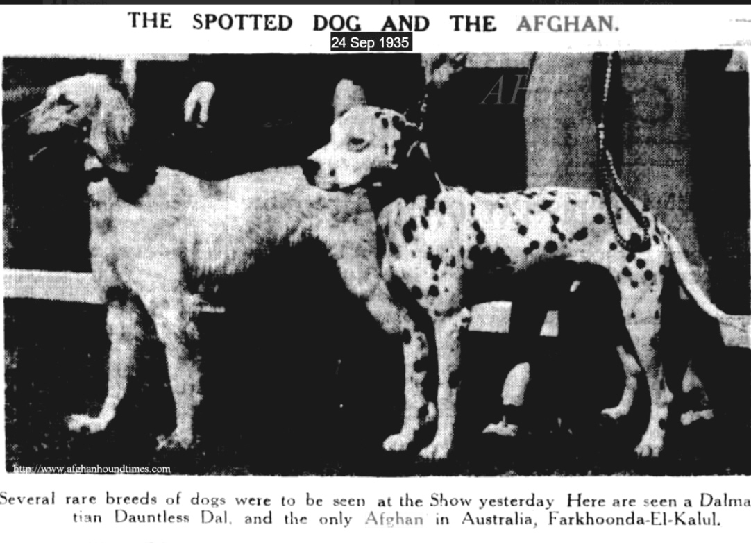 http://www.afghanhoundtimes.com PHOTO Mrs MacDougal with Dalmatian and Afghan hound 1935